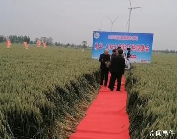 官方回應麥田觀摩會鋪紅毯踩踏麥子 正在調查核實