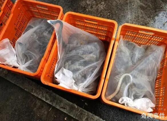 一夜偷1000斤蛇500枚蛇蛋4人落網 綜合判研分析鎖定抓獲疑犯