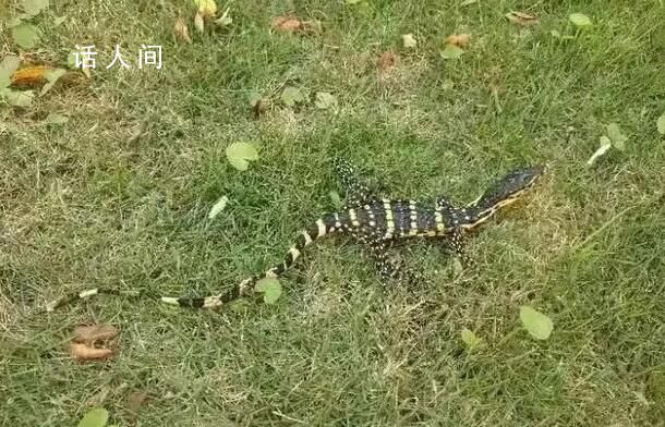 唾液含劇毒的五爪金龍現身云南 圓鼻巨蜥是幾級保護動物