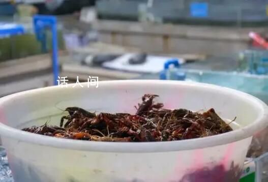 小龍蝦價格近腰斬 小規格的小龍蝦每斤不到10元