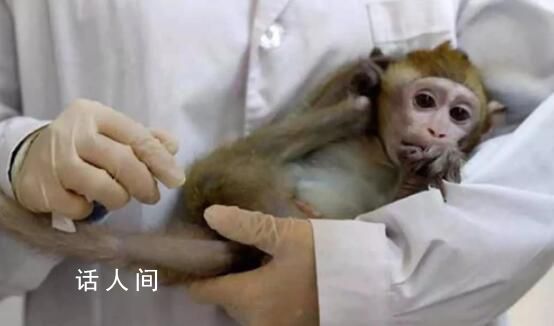 日媒:美國實驗猴貴了約15倍