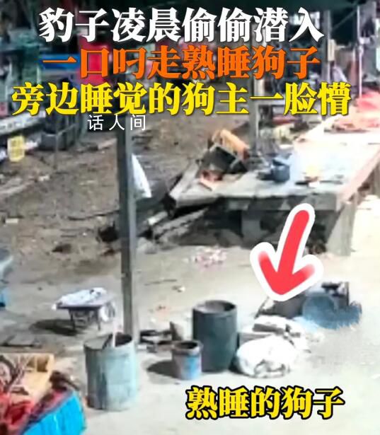 豹子闖入印度男子家中偷狗 引起網友熱議