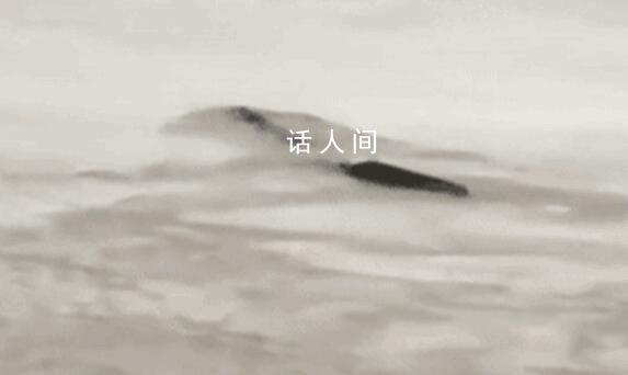 男子稱拍到5米長不明生物 現(xiàn)場(chǎng)曝光