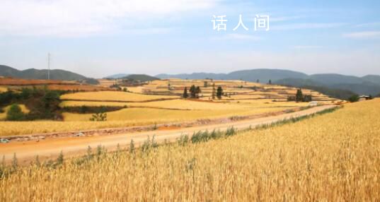 從“增”“減”中看夏收 2023年夏糧生產基礎較好