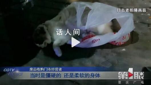 寵物貓被鄰居高空扔下活活摔死 警方正在對此展開調查