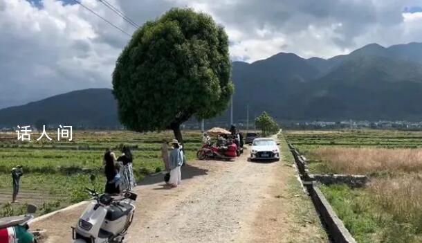 大理回應(yīng)棒棒糖樹被嘲“買家秀” 引起了廣泛關(guān)注