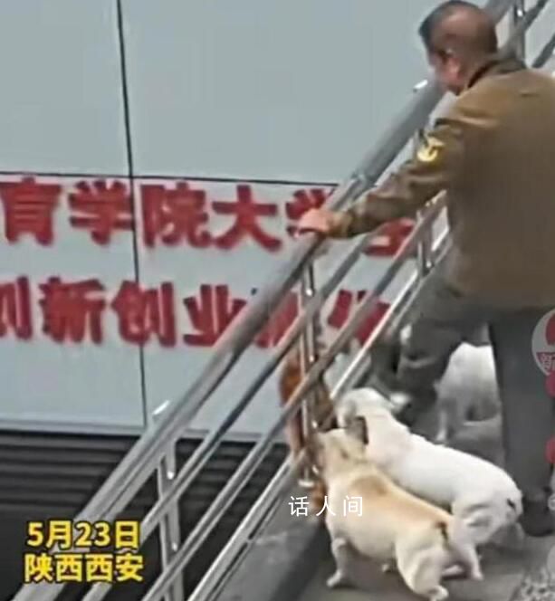 老人遛狗不牽繩還將貓踢飛 實在是令人憤怒不已