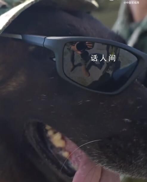 軍犬1200米高空跳傘一臉淡定 真的太帥了