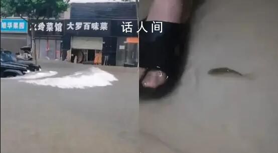 武漢一高校宿舍進水有魚游進屋內 每年下大雨湖水上漲都會這樣