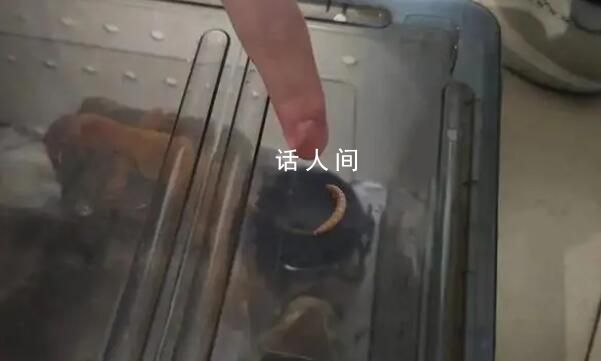 大學(xué)生網(wǎng)購零食放蟲子敲詐40多次 零食企業(yè)多次遭惡意索賠
