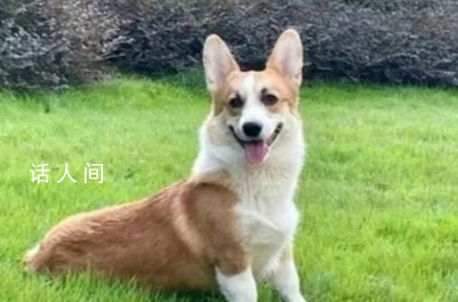 柯基主人:丈夫一家人三觀都有問題