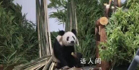 丫丫一到家就被竹子包圍了 目前丫丫健康狀況穩定