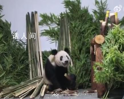 丫丫肉眼可見(jiàn)地胖了 一到家丫丫就被竹子包圍了