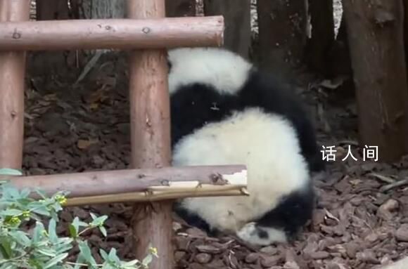 大熊貓園潤遭男子潑水 網友們紛紛留言表示憤怒