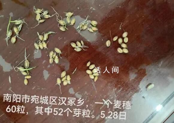 河南農戶陷搶收之困:家里小麥全受災