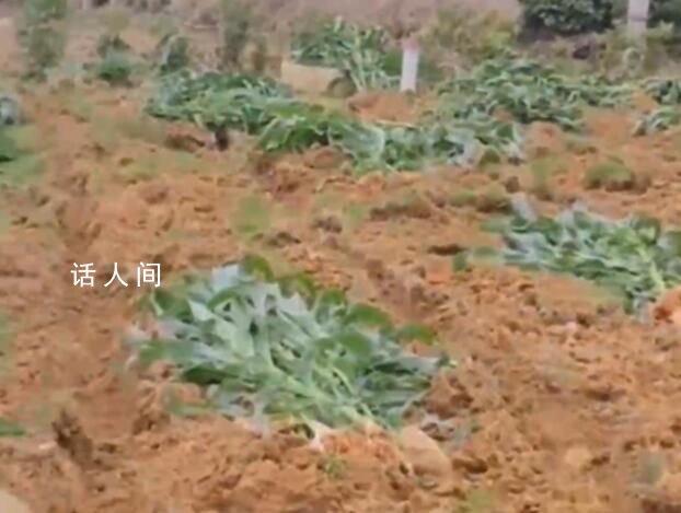 成都一廣場移栽玉米桿 社區稱栽錯了