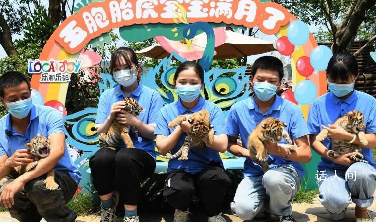 重慶五胞胎虎寶寶首次與游客見面 已經滿月