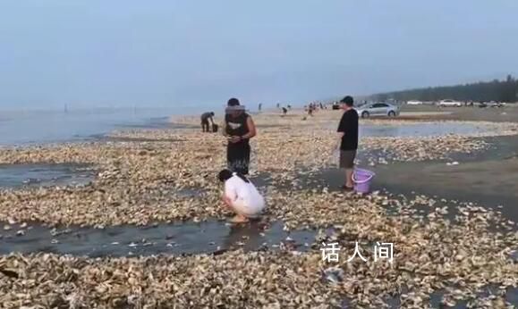 疑臺風刮來遍地生蠔 居民撿200斤