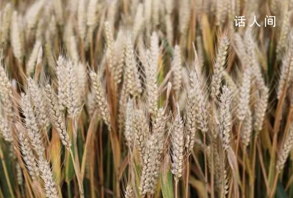 六問河南上百臺收割機無法下高速 引發社會廣泛關注