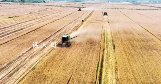 河南小麥怎么了? 大范圍持續(xù)陰雨天氣是關鍵
