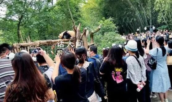 熊貓“飯圈化” 邊界在哪里?