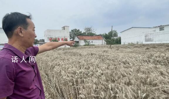 河南搶收小麥:人休息機器不休息