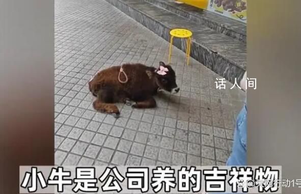 牛肉干店把牛犢拴門口吆喝現(xiàn)點(diǎn)現(xiàn)做 引起了網(wǎng)友關(guān)注和譴責(zé)