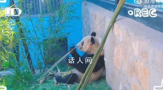 丫丫最新視頻:抓起竹子就開啃