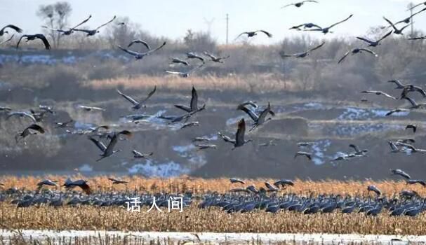 候鳥遷飛舞動命運與共 讓候鳥家園重煥生機