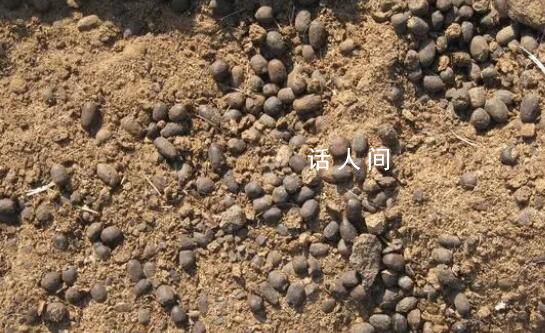 90后程序員回家賣羊糞月銷120萬 引起了人們的關注