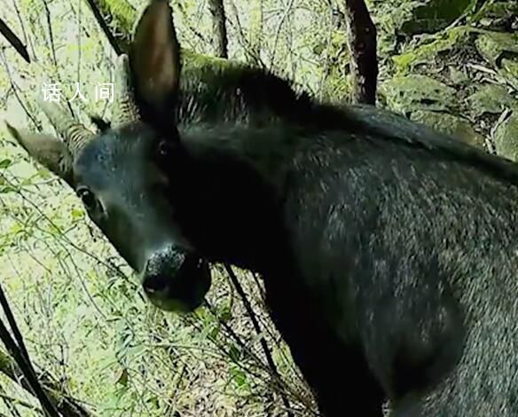 酷似麒麟的瑞獸中華鬣羚現身 屬國家二級保護動物