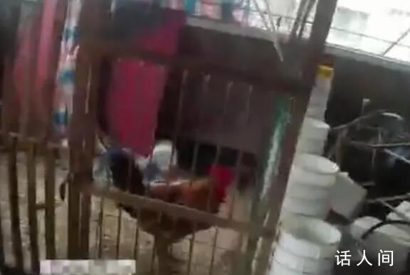 公雞打鳴影響考生 主人:今晚吃雞