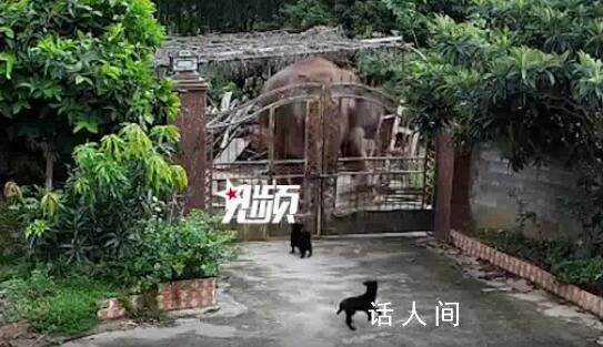 大象破門闖入居民家吃飯菜 野象輕松破門而入