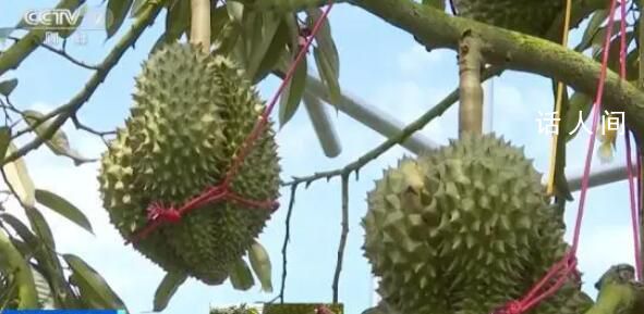 首批國產榴蓮預計本月上市 不少榴蓮已經進入了最后的膨果期