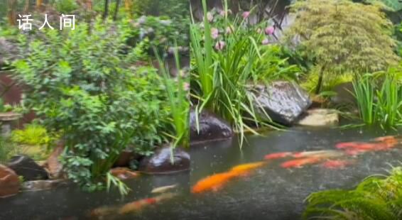 50多條錦鯉首尾相連“龍形游” 網(wǎng)友：希望2023屆學(xué)子都能鯉躍龍門事事順利