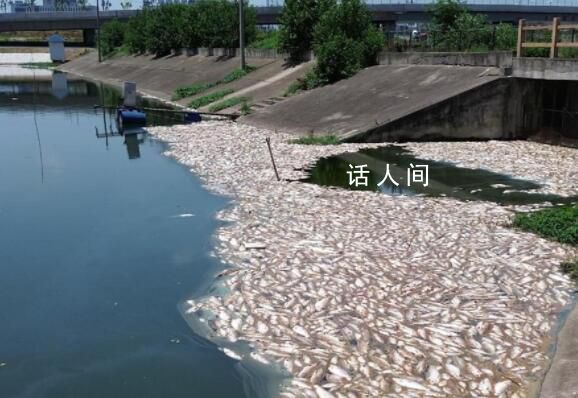 合肥一魚塘7萬斤魚突然死亡 初判工業廢棄物污染魚塘水體