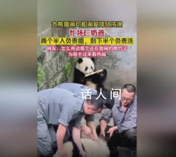 大熊貓洗澡兩個半人摁半個負(fù)責(zé)洗 大熊貓原來是實心熊打濕也不縮水