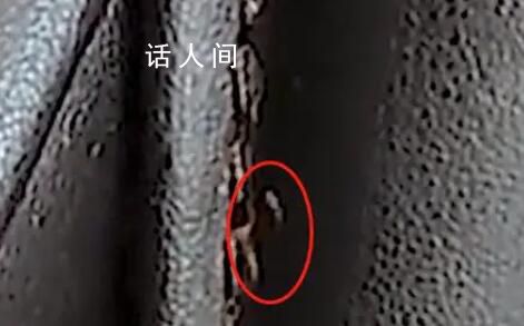 按摩椅座套出現(xiàn)蟲子 廣州南站致歉