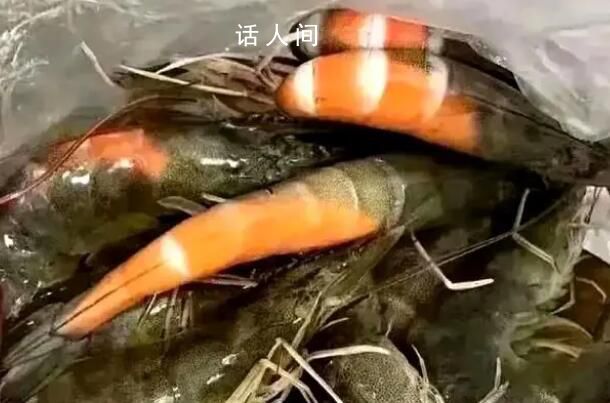 在廣東買蝦還沒(méi)到家就熟了 廣東究竟有多熱