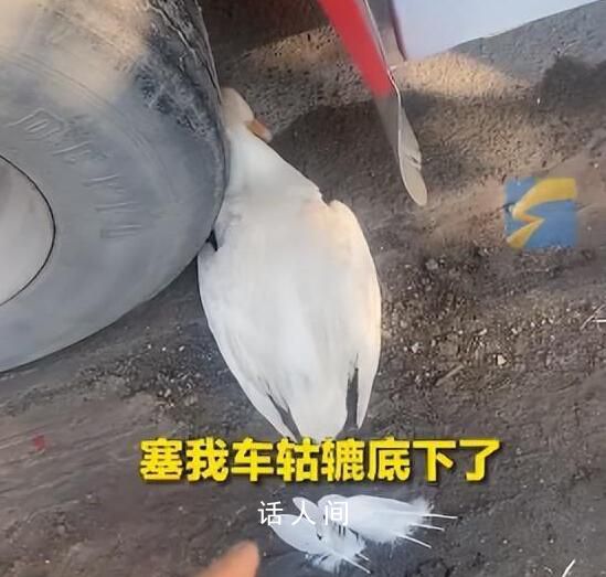 老人把死鴨子塞大貨車車輪下訛司機 貨車重達50噸鴨子完好無損