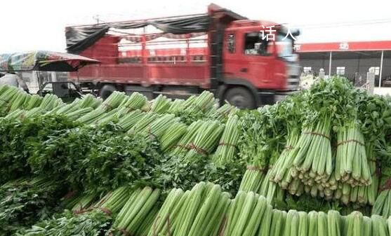 福州老農賣菜獲利14元被罰10萬 老人銷售芹菜被檢出不合格