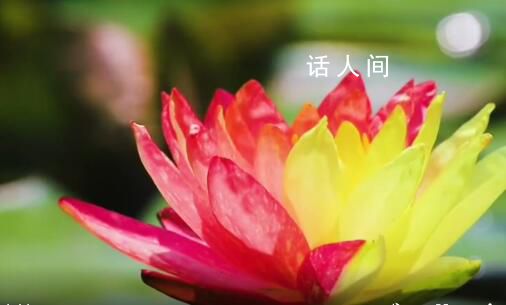 南京雙色睡蓮綻放配色絢麗如畫 一半金黃一半嫣紅