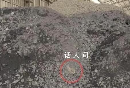 被絞死男子家屬:工人疑見尸塊未報告