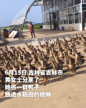 千只鴨子大軍給水稻除草 用鴨子除草大約已經有10年了