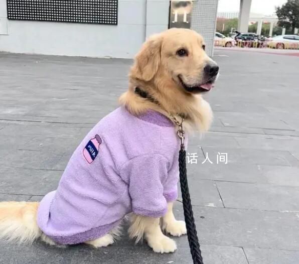 大學生興起免費幫人遛狗潮 狗主人高興大學生高興狗狗也高興