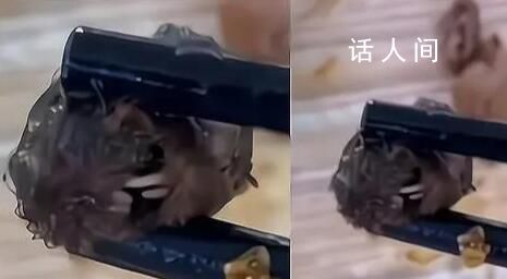 “鼠頭”異物當日被食堂丟棄 頂格處罰