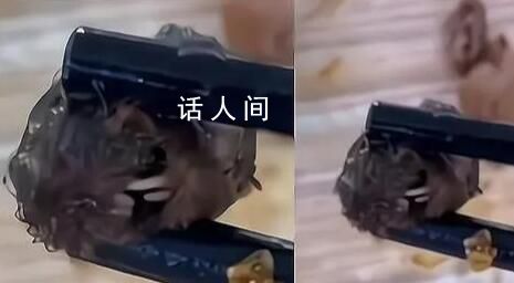 “鼠頭鴨脖”院校已刪除鴨脖聲明 鼠頭鴨脖事件調(diào)查結(jié)果公布