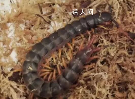 深圳郵局海關(guān)查獲秘魯巨人蜈蚣 最長可達半米