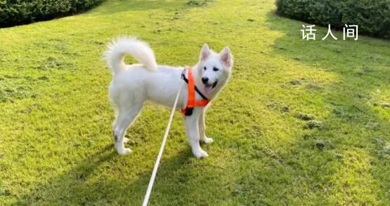 大學生“以證換狗”走紅背后 有狗狗主人收到上百名大學生的遛狗請求