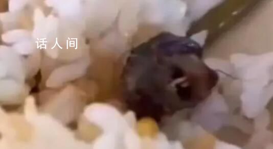 吃了被老鼠污染的食物怎么辦?